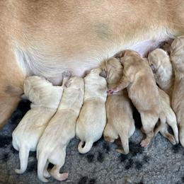 Male 1 - Yellow male Labrador Retriever puppy in Menifee, California from Dioscuri Kennel