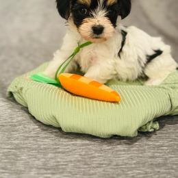 Pickles - Tri-color male Cavapoo puppy in Lafayette, Oregon from Wine Country Cavapoos