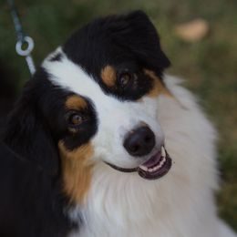 Katie - Australian Shepherd