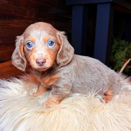 Precious - Fawn (isabella) and tan female Dachshund puppy in Washburn, Tennessee from Clinch Mountain Dachshunds