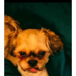 Benji - Shichon