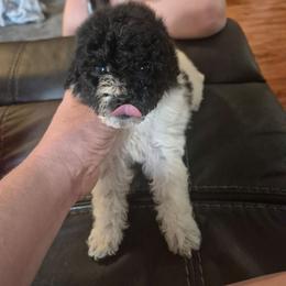 Spot - Black & white male Maltipoo puppy in Sedro Woolley, Washington from Absher Ranch