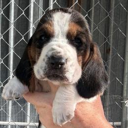 Boy 1 - Black brown and white male Basset Hound puppy in Kenansville, Florida from Fancy Hounds