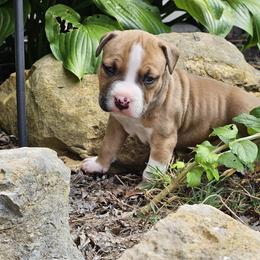 Boy 1 - Red male American Staffordshire Terrier puppy in Springfield, Illinois from Prairieland Kennels