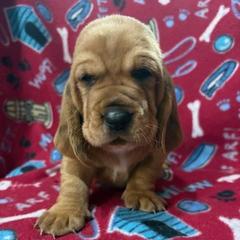 Ceasar - Red and white male Basset Hound puppy in Oviedo, Florida from Boss Farms