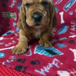 Ceasar - Red and white male Basset Hound puppy in Oviedo, Florida from Boss Farms