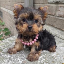 Myra TEACUP - Blue and gold female Yorkshire Terrier puppy in Monticello, Iowa from Ashley’s Puppies