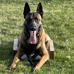 Belgian Malinois puppies from Leash of Honor LLC