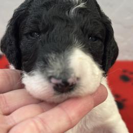 Cruella - Parti female Poodle puppy in Chino Valley, Arizona from Whiskey Row Royals