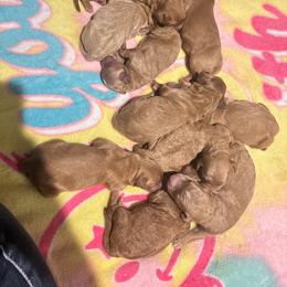Goldendoodle Puppies from Darling Doodles
