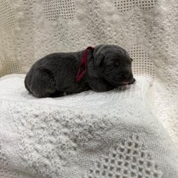 Nyx - Gray female Cane Corso puppy in Utah from 3Lake Kennelz