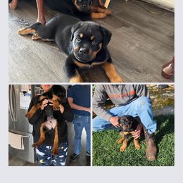 Rottweiler and Yorkshire Terrier Puppies from Superior Family Kennels