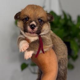 Biscuit - Sable male Pembroke Welsh Corgi puppy in Moreno Valley, California from House of Paws & Co.