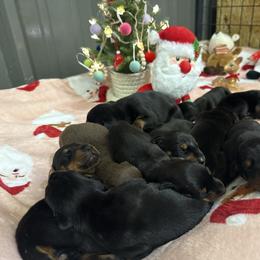 Girl 4 - Black and rust female Doberman Pinscher puppy in Elgin, Texas from New Horizons Kennels