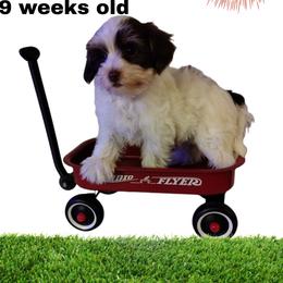 Lily - White and tan female Morkie puppy in Inverness, Florida from Morkies and More
