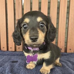 Girl 2 - female Dachshund puppy in Texas from Lunas Dashing Doxies