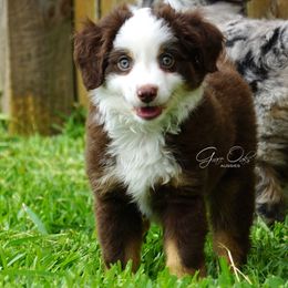 Miniature Australian Shepherd Puppies from Grace Oaks Aussies