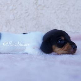 Peggy - Black and tan female Dachshund puppy in Apple Valley, California from Socaldoxies