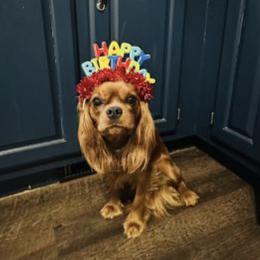 Maple - Cavalier King Charles Spaniel