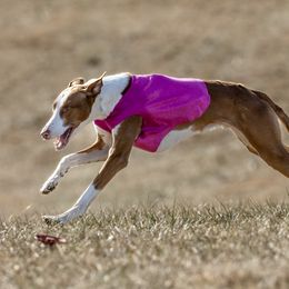 Ibizan Hound All Grown Up from Caim Hounds