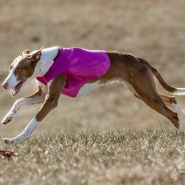 Ibizan Hound All Grown Up from Caim Hounds