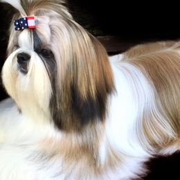 Shih Tzus from Red Barn Shih Tzu