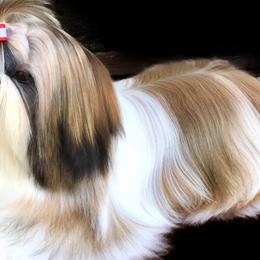 Shih Tzus from Red Barn Shih Tzu