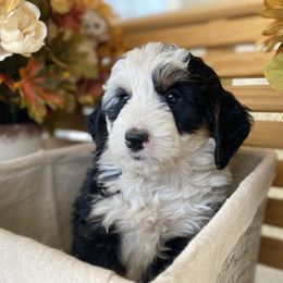 Australian Labradoodle, Bernedoodle, and Cockapoo Puppies from Dream Doodles and Cockapoos