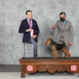 Welsh Terrier Puppies from Jenkins Welsh Terriers