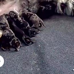 Patsy - Blue merle female Aussiedoodle puppy in Fredonia, Pennsylvania from Drew’s Aussies & Doodles