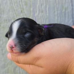 Maize - Black tri-color female Aussiedoodle puppy in Lithia, Florida from Waterford Doodle Farm