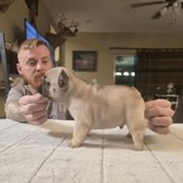 French Bulldog Puppies from Reds Frenchies