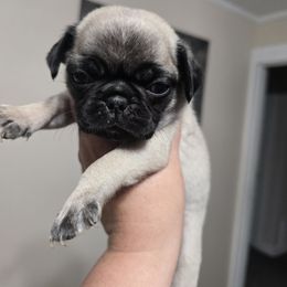 Fawn Girl 1 - Fawn female Pug puppy in Olin, North Carolina from Piggy Pugs