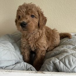 Double Doodle, Goldendoodle, Labradoodle, and Poodle Puppies from Amore Doodles & Poodles