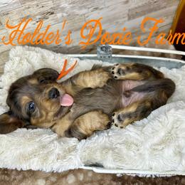 Jasper - Dapple male Dachshund puppy in Atwood, Oklahoma from Holder’s Doxie Farm