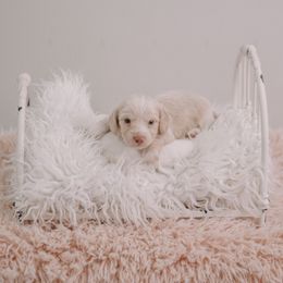 Boy 4 - Cream male Dachshund puppy in Knox City, Missouri from Brittney's Dachshunds