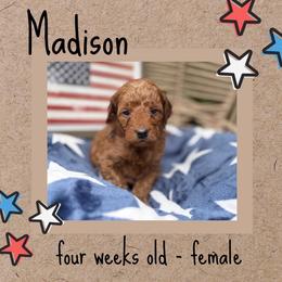 Madison - Red  female Goldendoodle puppy in Zeeland, Michigan from Dandelion Lane Doodles