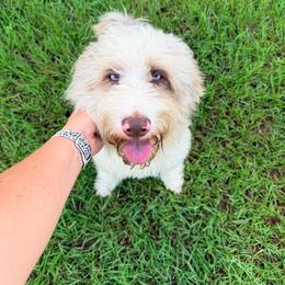 Lainey - Red merle female Aussiedoodle puppy in Jacksonville, Florida from Florida Dippin’ Dachshunds & Aussiedoodles