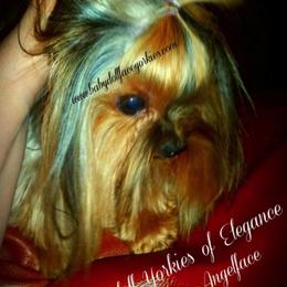 Yorkshire Terrier All Grown Up from Reese's Angelface Yorkies