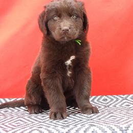 Ursus Male Green Collar - Brown male Newfoundland puppy in Dalton, Ohio from Newfforu