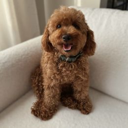 Luna - Poodle