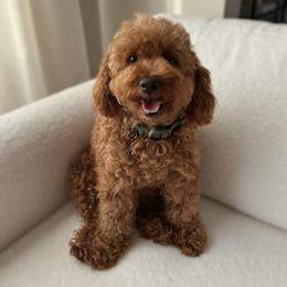 Luna - Poodle