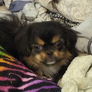 Tibetan Spaniel Puppies from Bandor Tibetans
