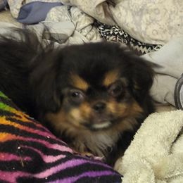 Tibetan Spaniel Puppies from Bandor Tibetans