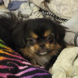 Tibetan Spaniel Puppies from Bandor Tibetans
