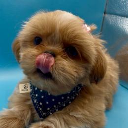 Pearl - pink collar - Cream and white female Shih Tzu puppy in Clarksburg, West Virginia from Pilgrim Shih tzu