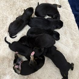 Dasher - Black and tan female German Shepherd puppy in Carbondale, Kansas from Cunningham German Shepherds, LLC