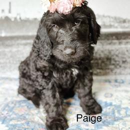 Paige - Black female Goldendoodle puppy in Pasco, Washington from Camp Doodle Woods