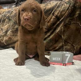 Pink Dot - Brown male Chesapeake Bay Retriever puppy in Wisconsin Dells, Wisconsin from Kilbourn Chesapeakes