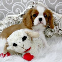 Cavalier King Charles Spaniel Puppies from Oak Haven Cavaliers